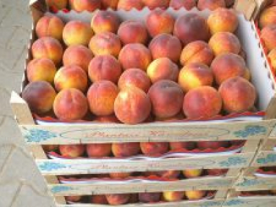 Россельхознадзор активно выявляет контрабанду плодоовощной продукции