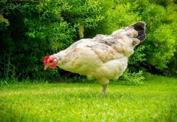 Вступили в силу изменения в технический регламент для мяса птицы