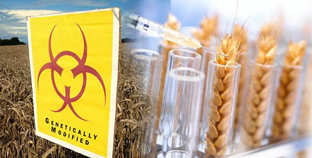 Новая доктрина безопасности вводит запрет на импорт посевного материала с ГМО