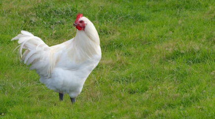 Советом ЕЭК подготовлены изменения к техническому регламенту на мясо птицы