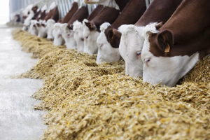 Потери импортеров кормовых добавок могут достигнуть 5 млрд. рублей