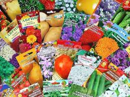 Сертификация семян в Ярославле — продукция для оценки соответствия