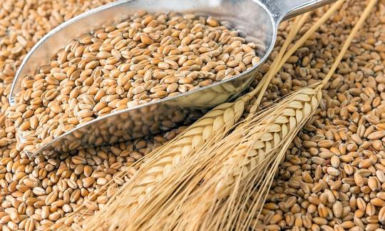 Сертификация зерна в Нальчике — продукция для оценки соответствия