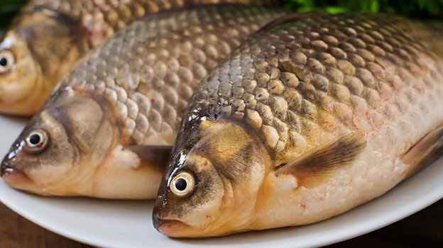 Сертификация рыбы в Санкт-Петербурге — продукция для оценки соответствия